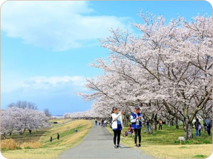 3.桜のまちづくり